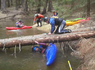 Dietmar der Holzwurm